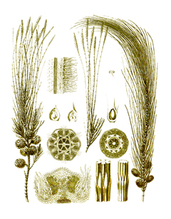 Casuarina equisetifolia She Oak, Common Ru, Australian Pine, Horsetail Casuarina Casuarina equisetifolia She Oak, Common Ru, Australian Pine, Horsetail Casuarina